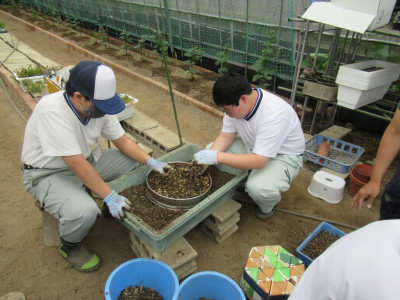 用土づくり・ふるいがけ (1)