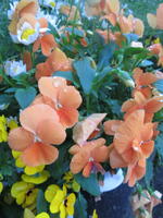 生徒が撮った写真②